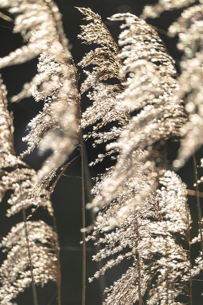 Funkelndes Feld - Juwelen der Natur - Pampasgras von Femke Ketelaar