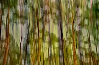 Une forêt privée d'arbres mouvementés