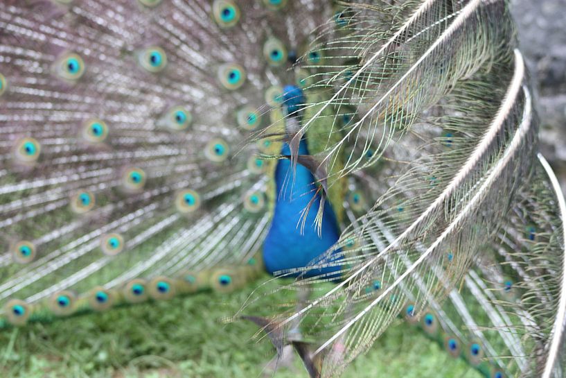 pauw par Claas-Jan Jager