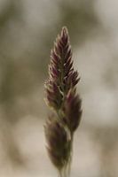 The simple beauty of grass