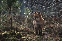 Renard dans les premières lueurs du matin.
