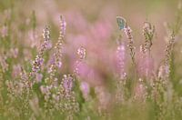 Icarusblauwtje op de bloeiende heide
