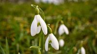 Sneeuwklokjes