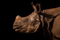 Indian rhinoceros