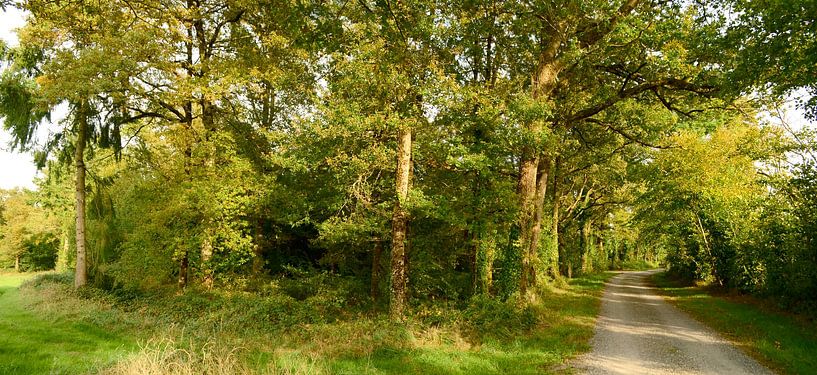 Sonniger Waldrand von Corinne Welp