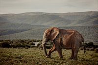 L'éléphant d'Afrique du Sud se promène dans le paysage du parc national d'Addo - Photographie de la vie sauvage
