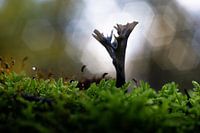 Pilz-Zähler light bokeh