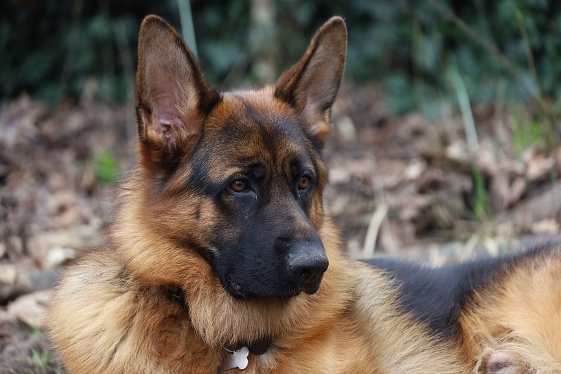 berger allemand par foto by rob spruit