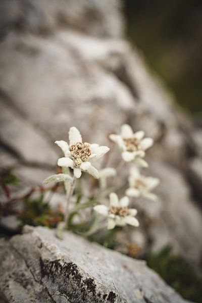 Edelweiss in the Dolomites in vintage style by Leo Schindzielorz