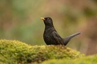 Amsel im Wald