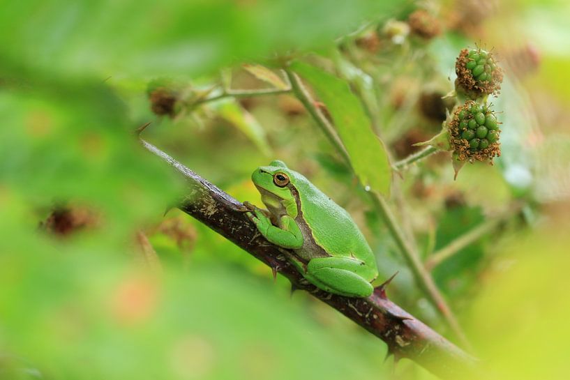 Daar zit-ie, tussen de bramen...het boomkikkertje! van Bärbel Severens