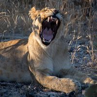 gapende leeuw