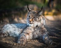 Lovely Lynx