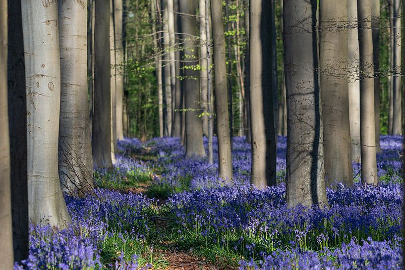 Hallerbos 2022 - 4 par Bart Ceuppens