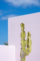 Green cactus for a pastel pink wall