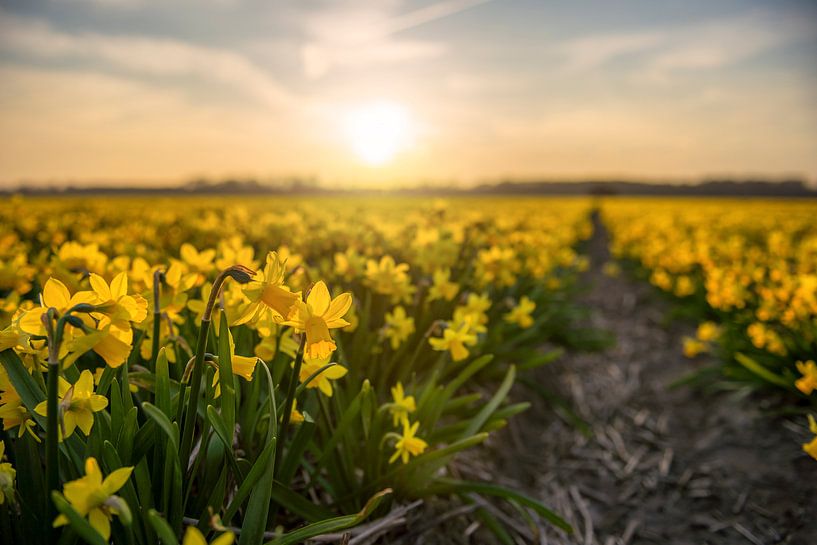 Bollenvelden by Frederik van der Veer