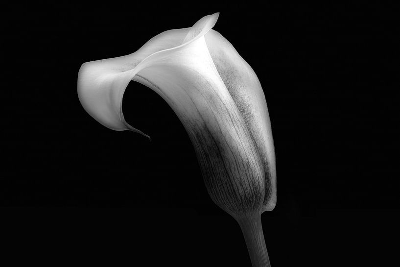 Calla von eric van der eijk