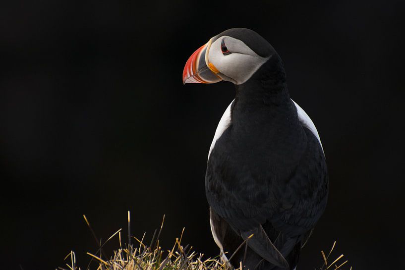 Lundi (IJslands voor: papegaaiduiker) par Aisja Aalbers