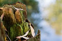 Verrottende meerpaal in de herfst