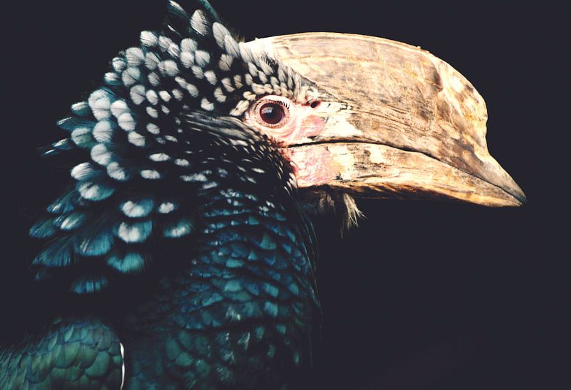 Nashornvogel von Designer