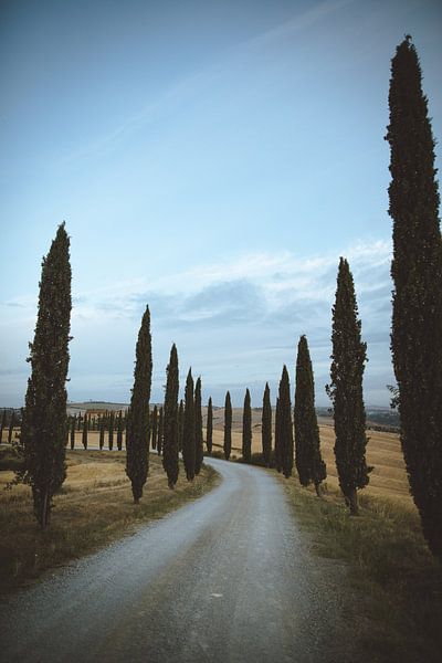 Cyprès de Toscane par Sèfie Bekkers