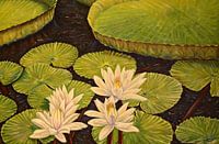 Victoria Regia, riessige Seerose am Amazonas