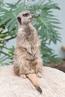 Suricate