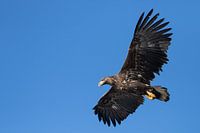 Svolvaer - Pygargue à tête blanche