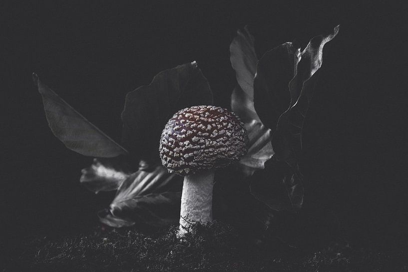 lone round fly agaric par Ribbi