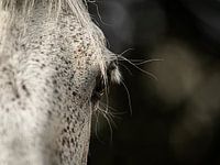 The eye of a horse