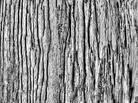 Driftwood, surface texture