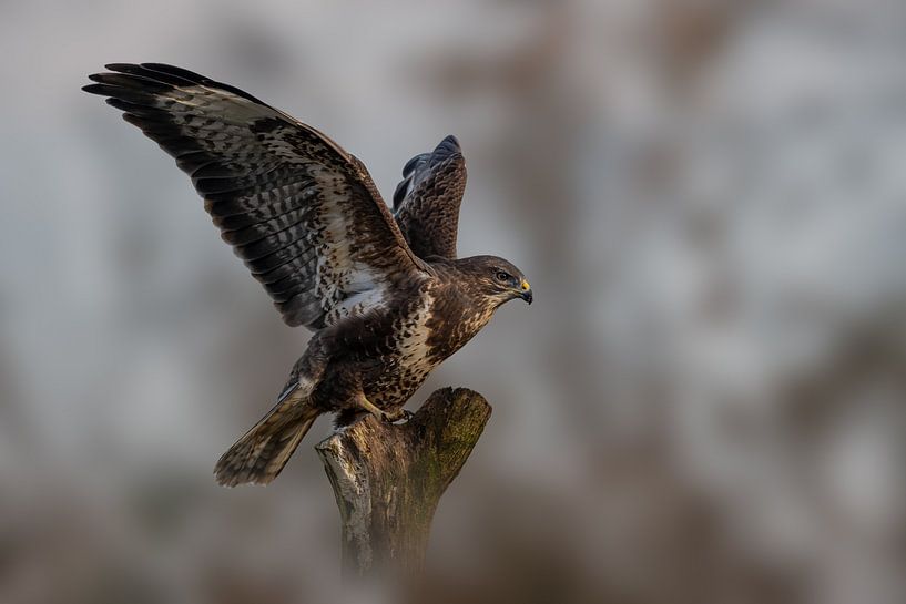 Buzzard - Bird of prey - with wings spread by Gianni Argese