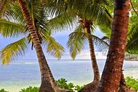 Tropical palm trees on the beach in Seychelles paradise