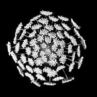 Fleur noir et blanc n° 1 / gros plan