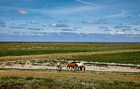 Horses outside the Wadden Sea area