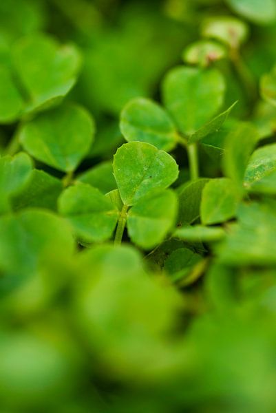 Clover by marino marino