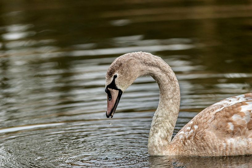 Schoonheid de Zwaan von Rob Smit