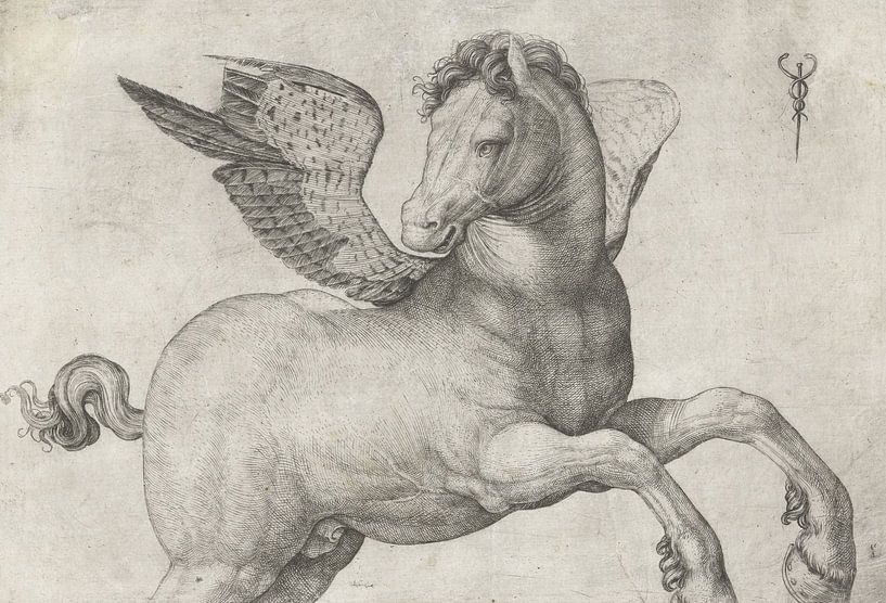 Pegasus, Jacopo de'Barbari by Marieke de Koning