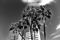 Palmen, Spanien (Schwarz-Weiß)