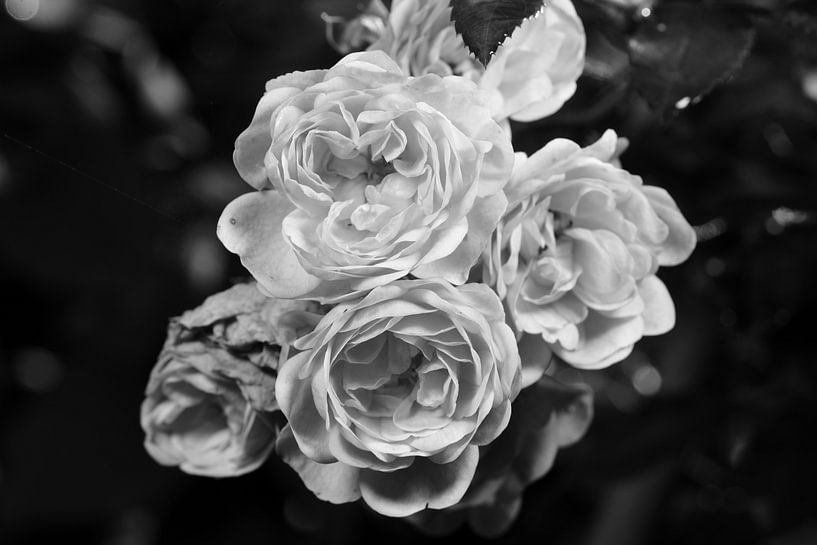 Roses en noir et blanc par Gerard de Zwaan