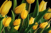 Tulipes jaunes sur fond noir