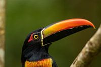 Un trou du cul de feu au Costa Rica