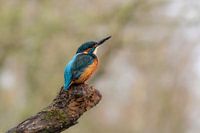 Kingfisher-Alarm für Konkurrenten