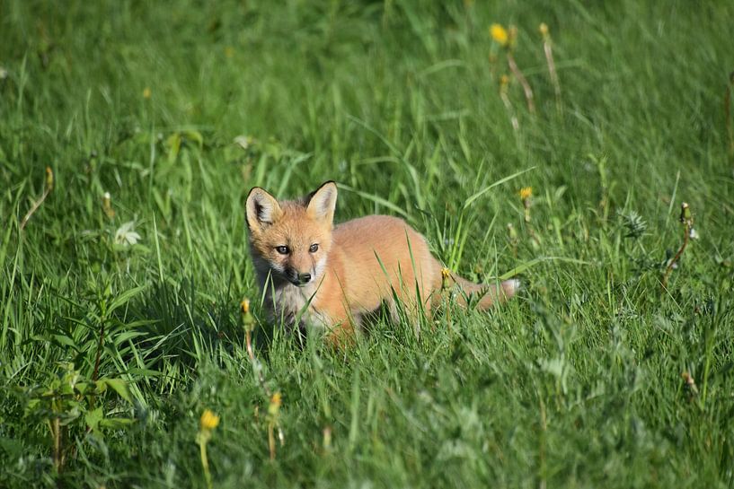 Ein junger Fuchs auf einem Feld von Claude Laprise