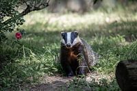 Dachs in der niederländischen Landschaft