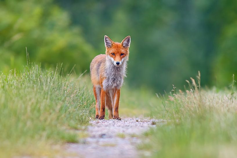 beau jeune renard roux se tenant sur un chemin de campagne et regardant mignonnement la caméra par Mario Plechaty Photography