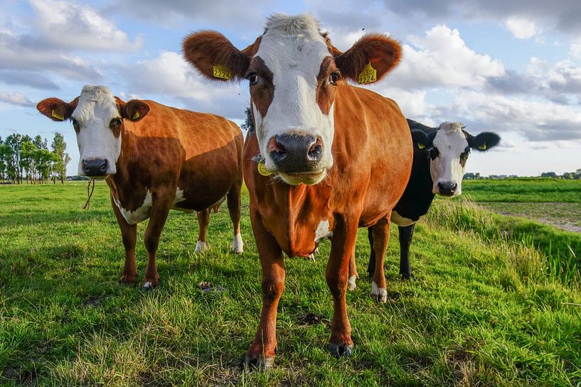 Kühe auf der Wiese von Dirk van Egmond