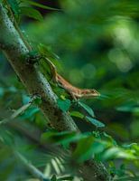 Kleine neugierige Eidechse im grünen Gebüsch