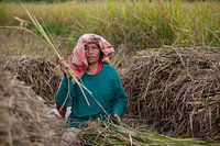 Roll out rice grains