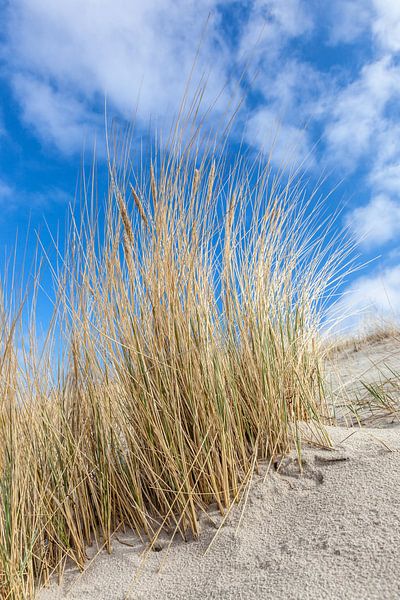 Dunes and beach grass at the Baltic Sea by Christian Müringer